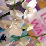 blog link AOY