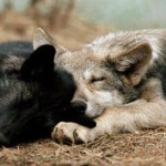 vilande wolves