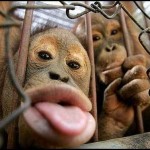 kiss